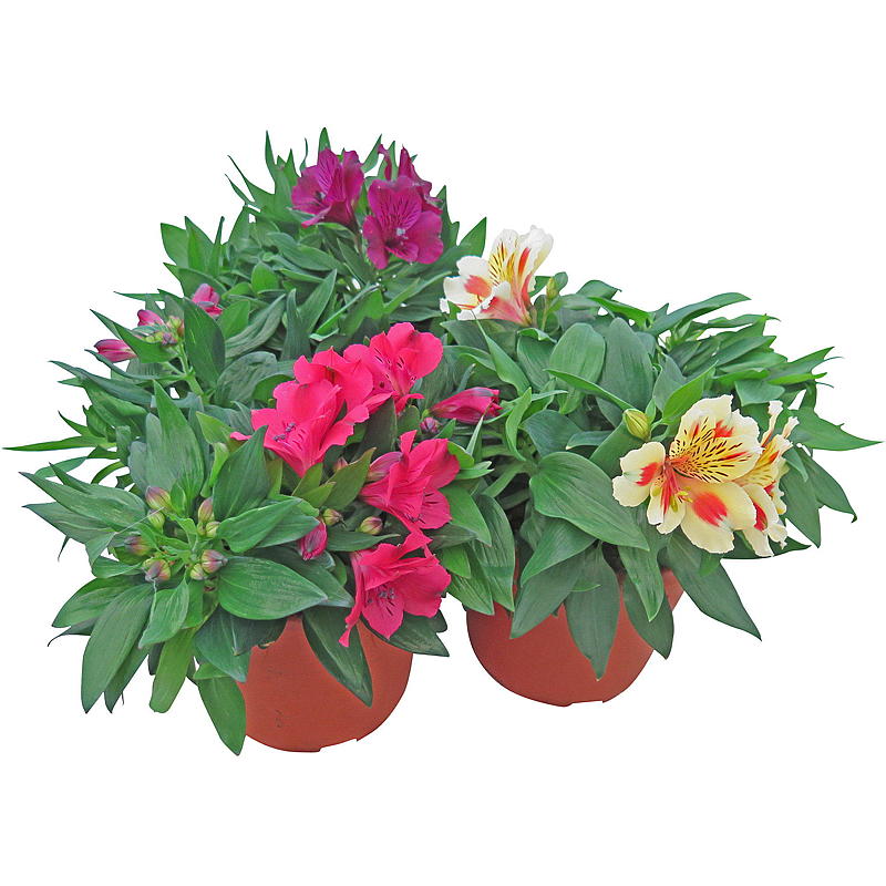 Alstroemeria P19