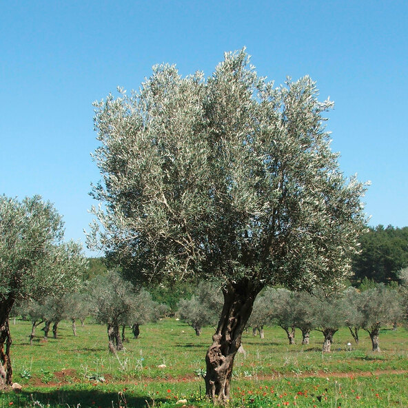 Όλιβενσταμ XXL Olea europaea
