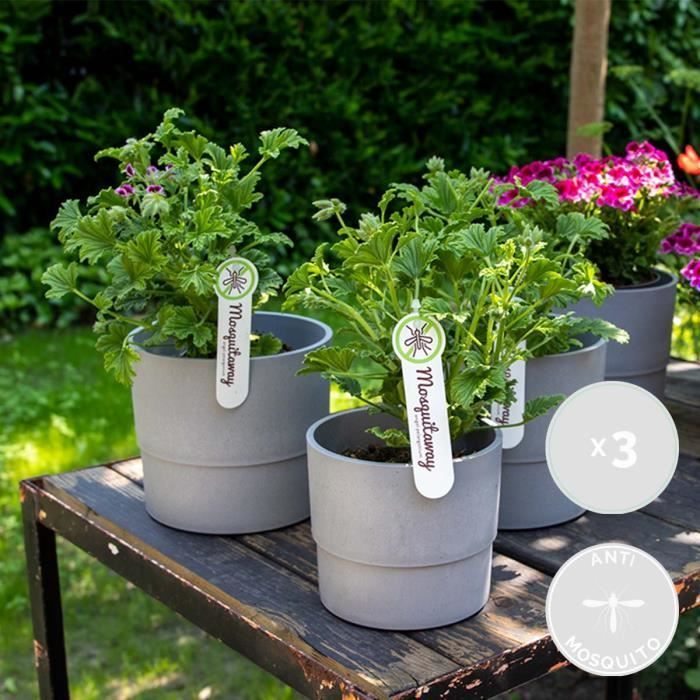 3x Pelargonium Graveolens – Geranio limón – Repelente de mosquitos – Perfumado – D10,5 cm - H15-20 cm