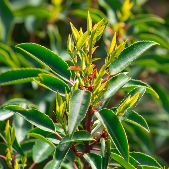 Kirschlorbeer Angustifolia, 3er-Set