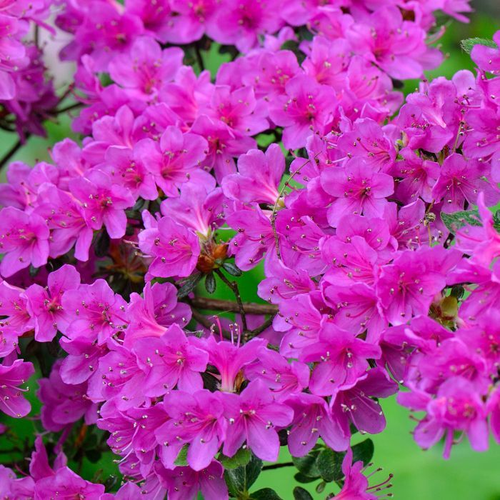 Azalée 'Geisha Violet' - Plantes Vivaces AZALEE DU JAPON pour Jardin & Balcon - Arbustes à Fleurs Persistantes en Pot