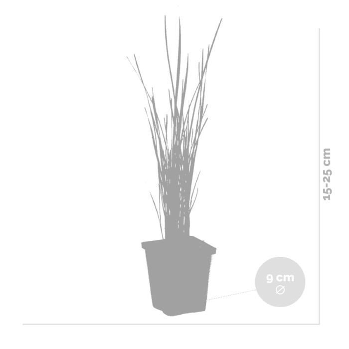 Typha latifolia - Scirpe - Plante de bassin - Rustique - D9 cm - H15-25 cm