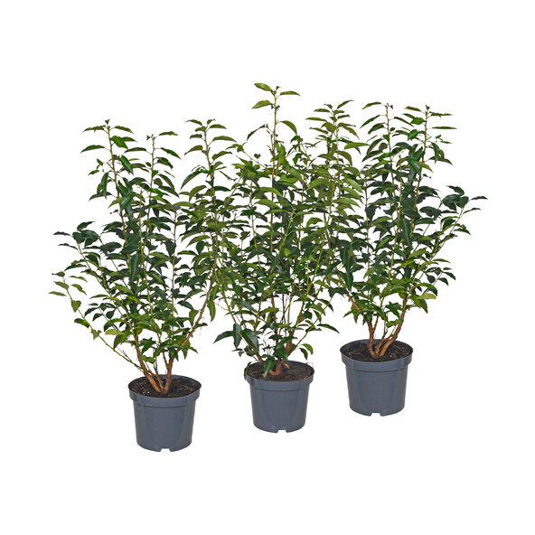 Kirschlorbeer Angustifolia, 3er-set