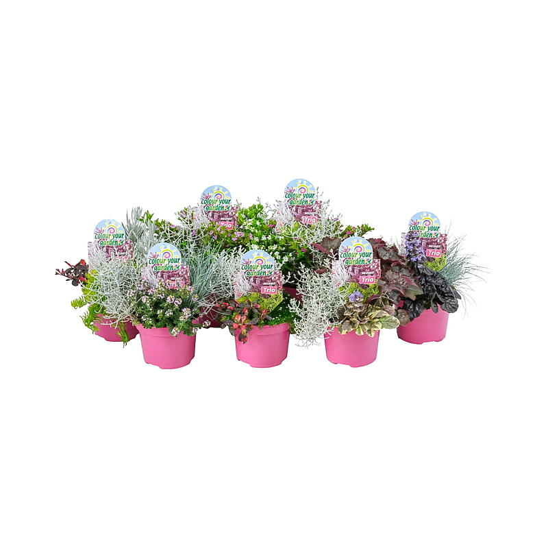 Colora il tuo giardino P13 Trio