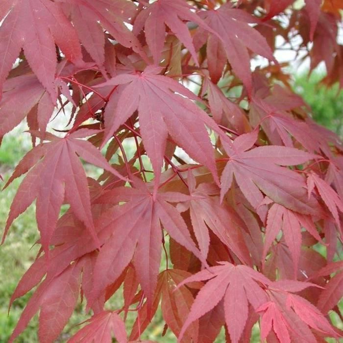 1 x Arce japonés púrpura (Acer 'Atropurpureum') - Arbusto de jardín en maceta