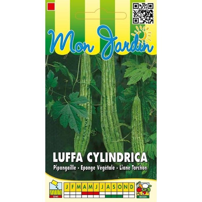 Seed - Luffa cylindrica (vegetable sponge)