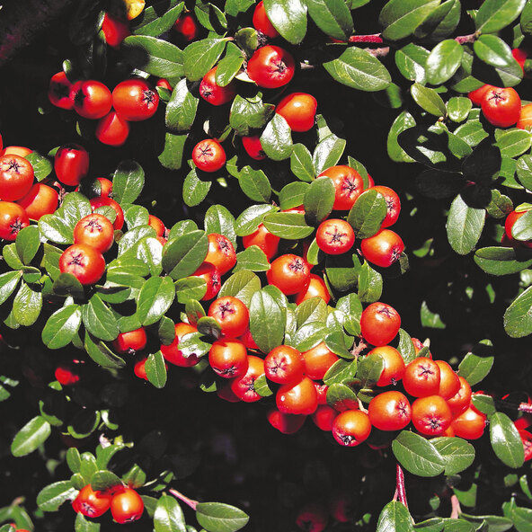 Matto cotoneaster-tammesta, 9 kpl