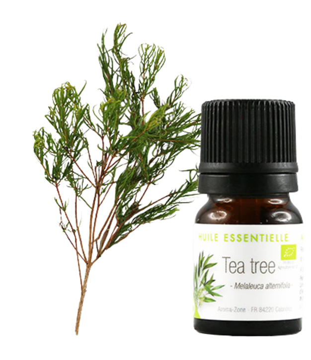 Huile essentielle Tea tree (Arbre à Thé BIO) 2ml