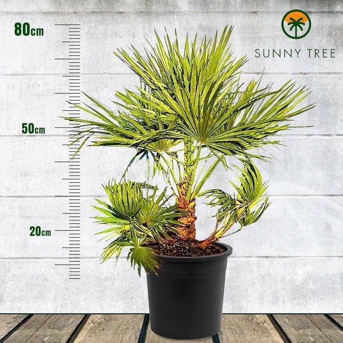 Palmier Européen en Éventail - Plant - Arbre à Feuillage Persistant - Palmier - 80 cm de Hauteur avec Pot - Arbre - Buisson