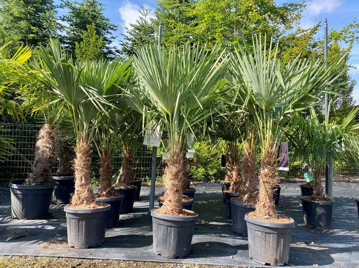 Sunny Tree - Arbre de Palmier - Trachycarpus Fortunei - Palmier Chinois - 120-140 cm - Palmier Chanvre - Résistant jusqu'à -18°C