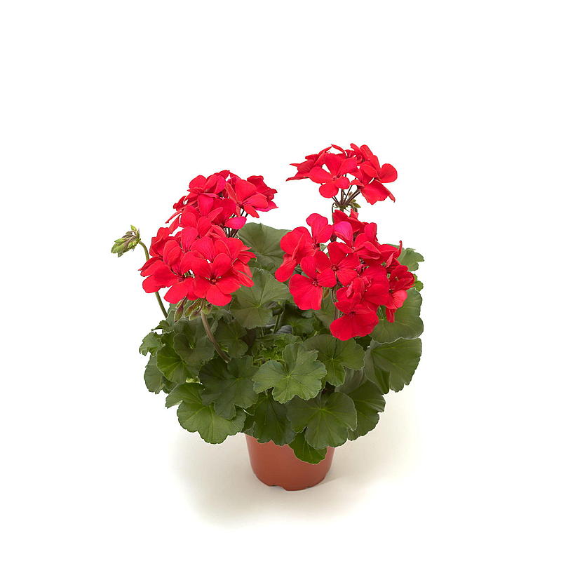 Pelargonium P12, Paisaje