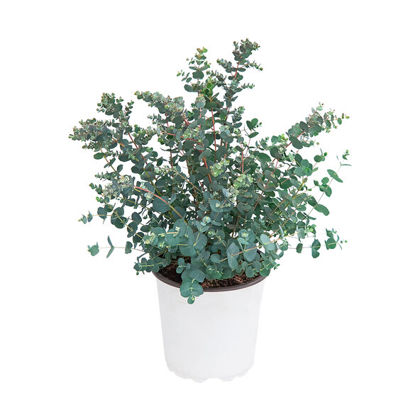 Eukalyptus Blaue Brise