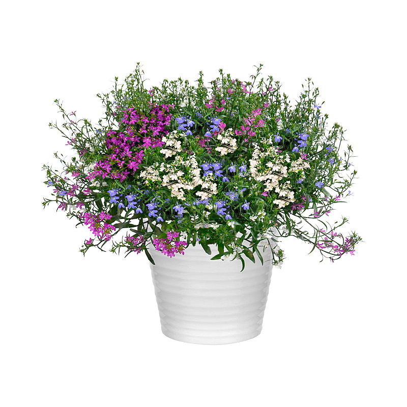 Lobelia glassstørrelse fargemiks 12 cm