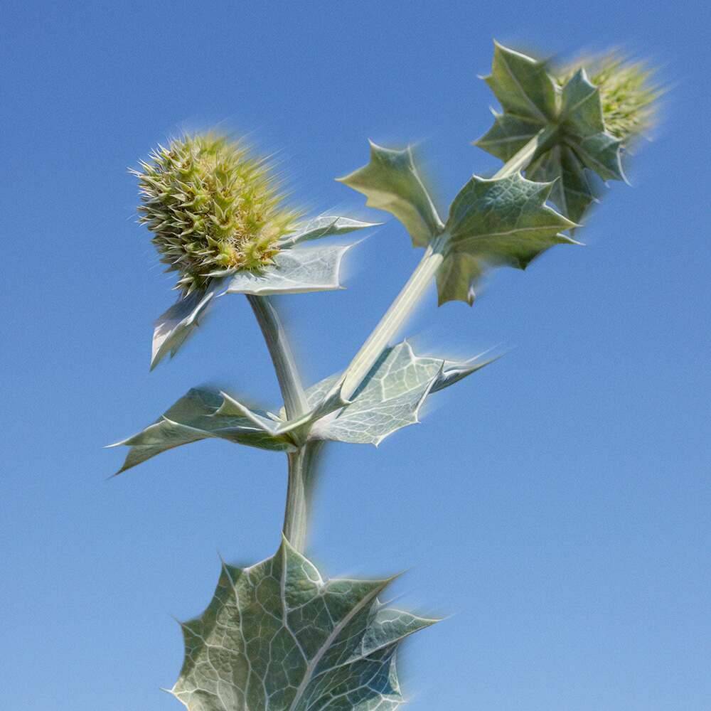 After Sun - Anti-aging skönhetsbehandling