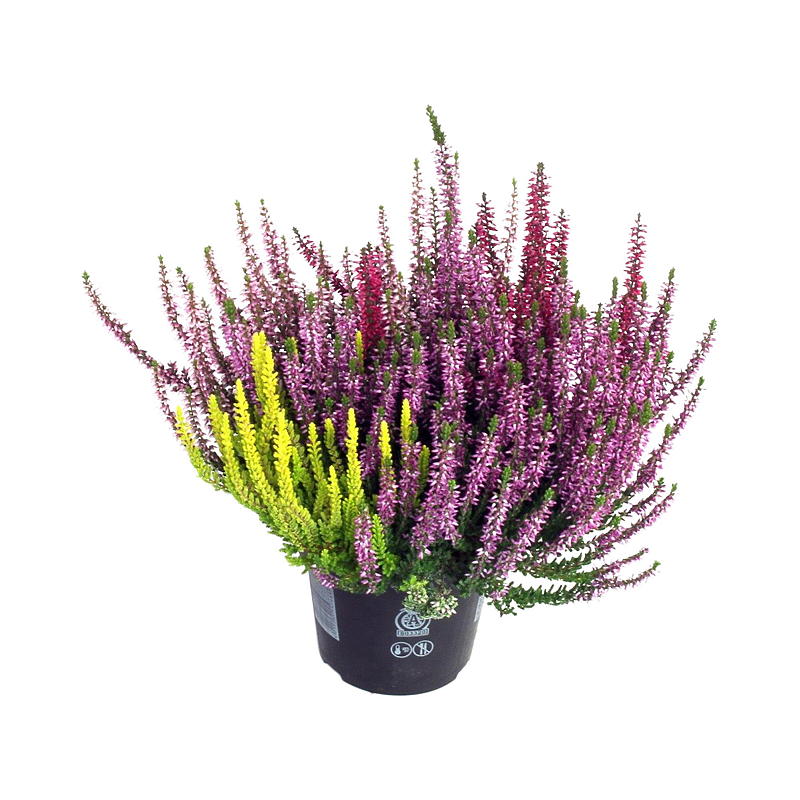 Calluna P13 Vulgaris skönhetsdam Quatr