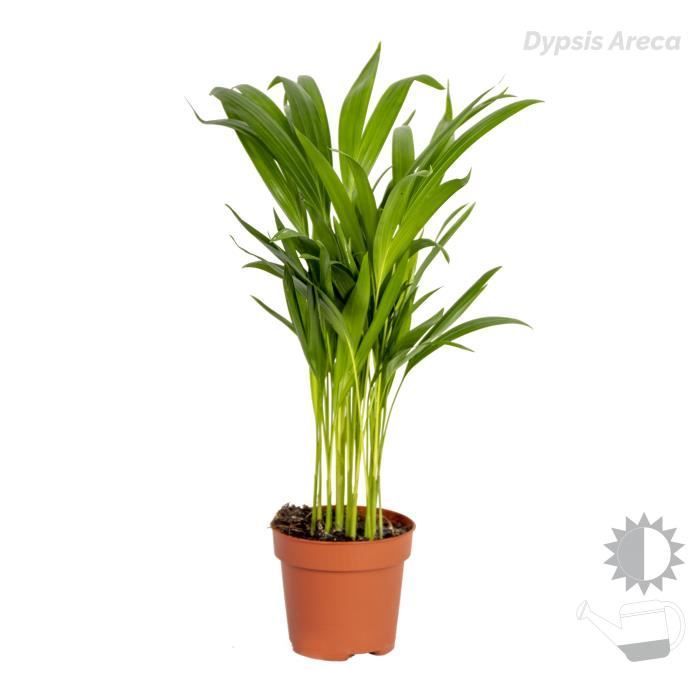 Conjunto de 3 palmeras tropicales: Dypsis, Chamaedorea y Yucca. Fácil mantenimiento. Diámetro: 12 cm. Altura: 20-45 cm.