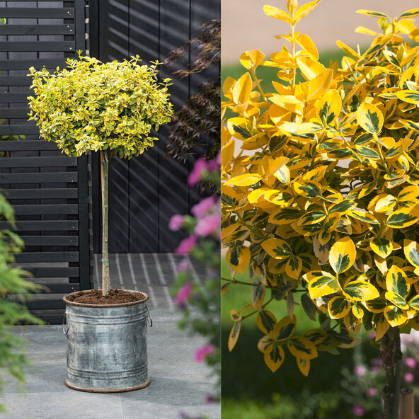 Arborele japonez cu fus de leu în două culori