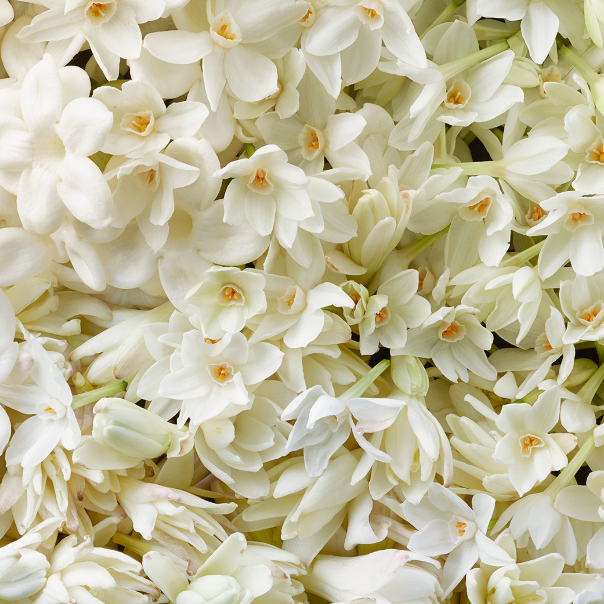 Ženski intenzivni parfem 50 ml - Ralph Lauren