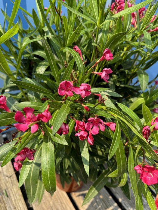 Sunny Tree Arbre à Laurier-Rose Rouge - Nerium Oleander 80-100 cm - Arbre Persistant