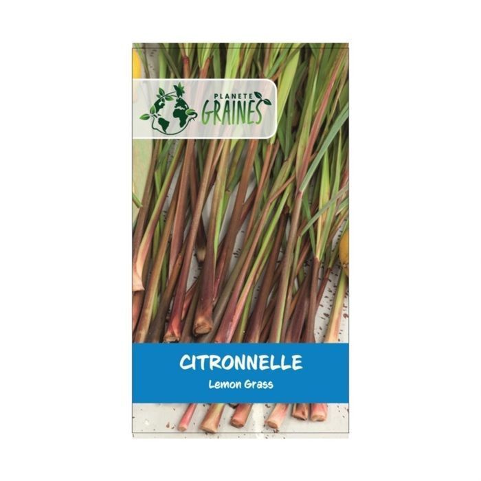 50 semillas de hierba limón - Cymbopogon citratus