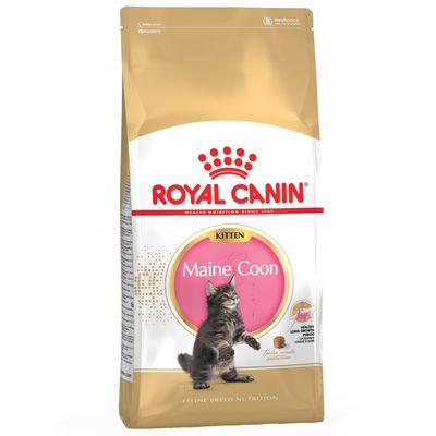 Royal Canin Maine Coon para gatinhos