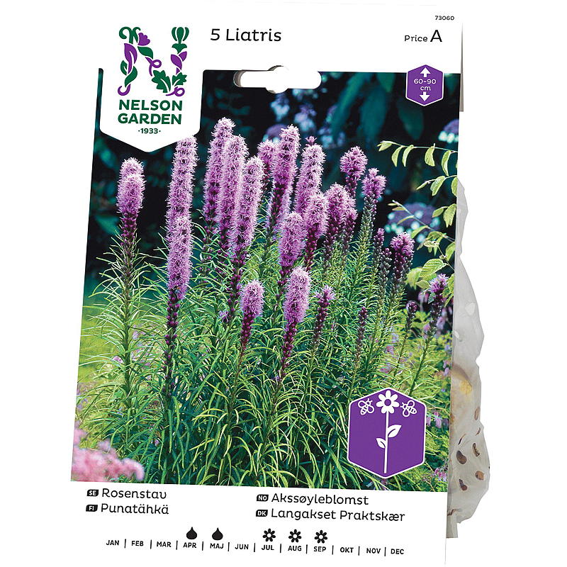 Nelsonin puutarhan akselikukka Liatris spicata, violetti