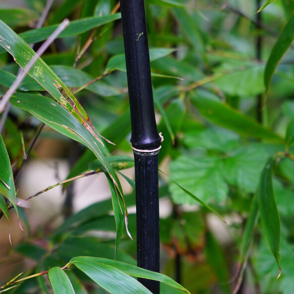 Black Cherry Bambus, 220 cm