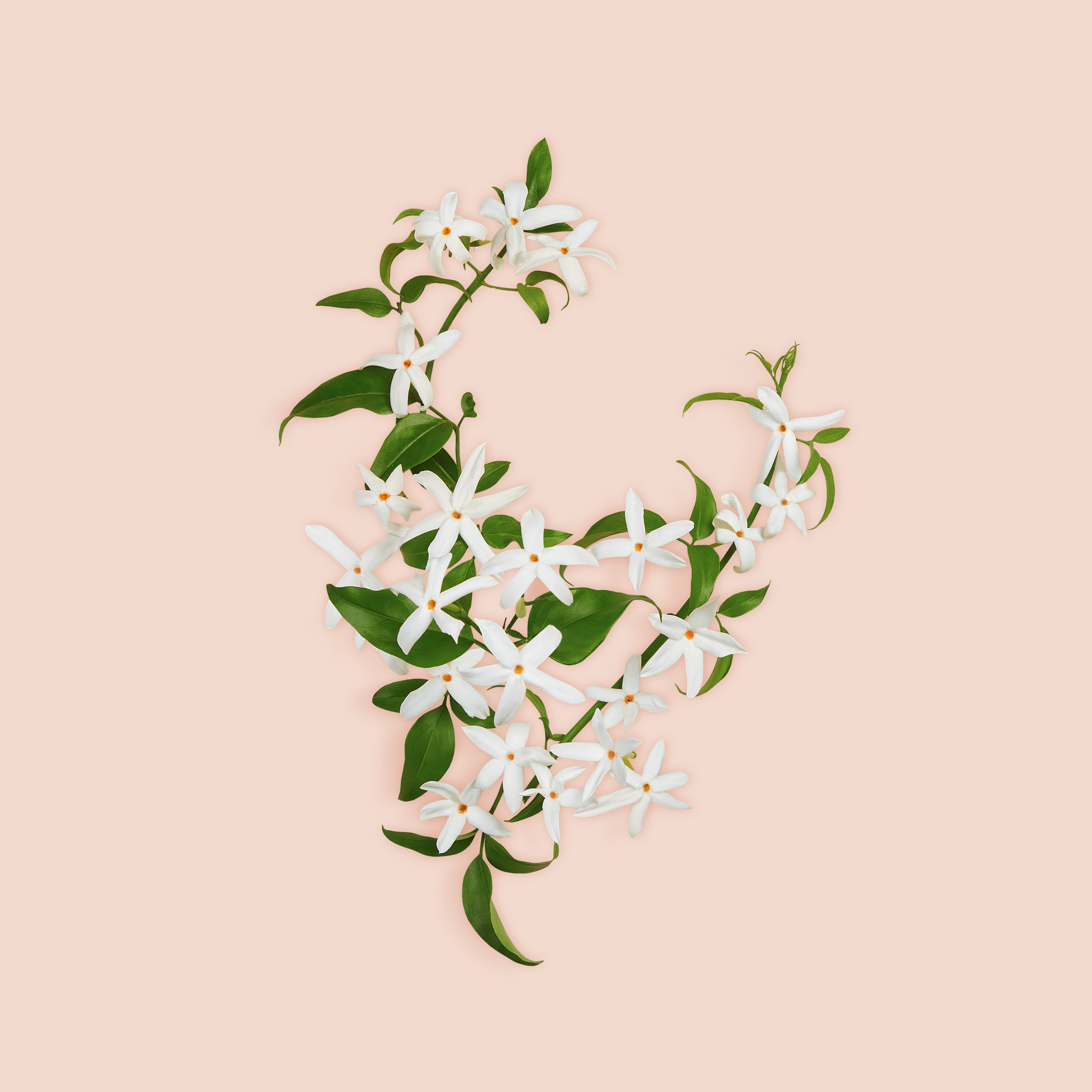 Gucci Bloom Parfem za žene Ženski parfemi