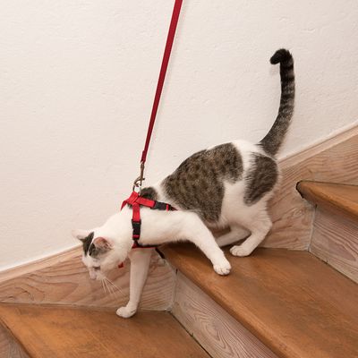 Trixie kattbilsele