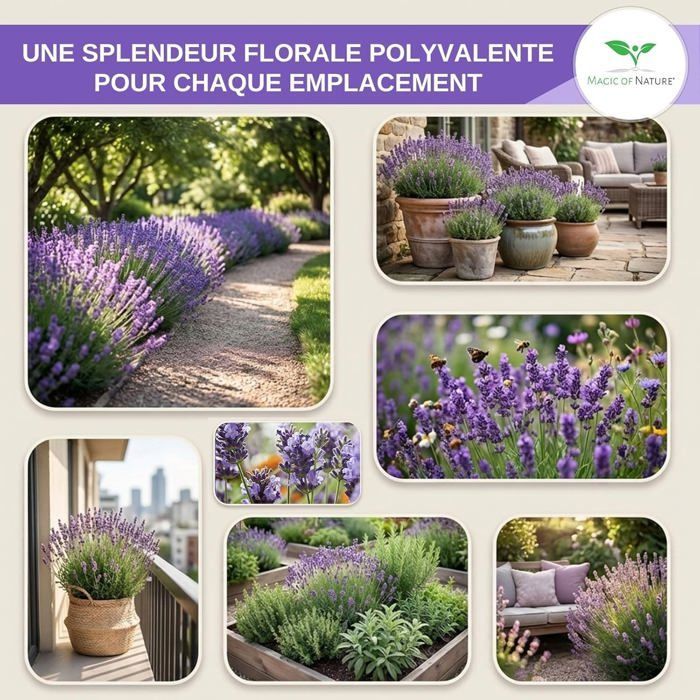 Graines de Lavande Vraie (Lavandula angustifolia) env. 150 Pcs-Semences Rustiques Vivaces-Graine Parfumée pour Jardin et Abeilles