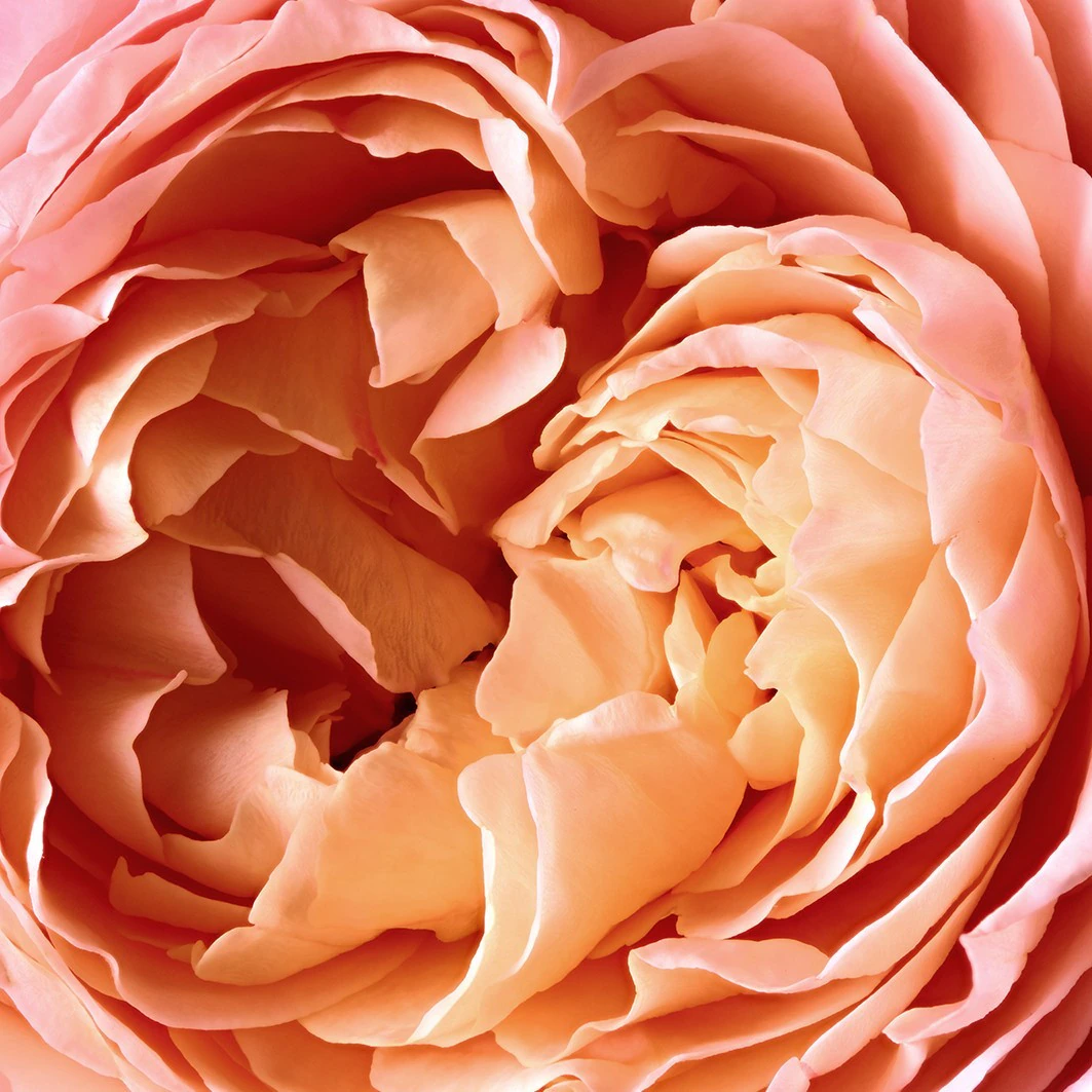 Reminiscence Rose Tentation