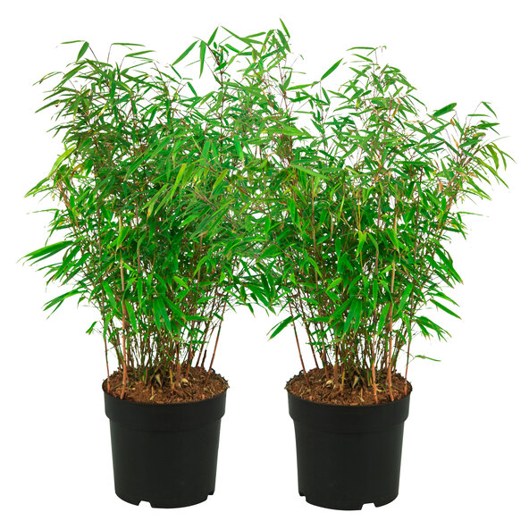 Gartenbambus „Sweet Twins“, 2-delige set