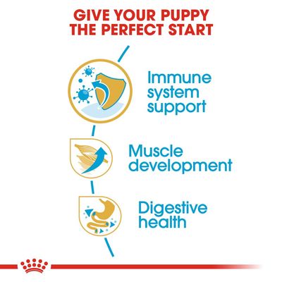 Chiot Boxer Royal Canin