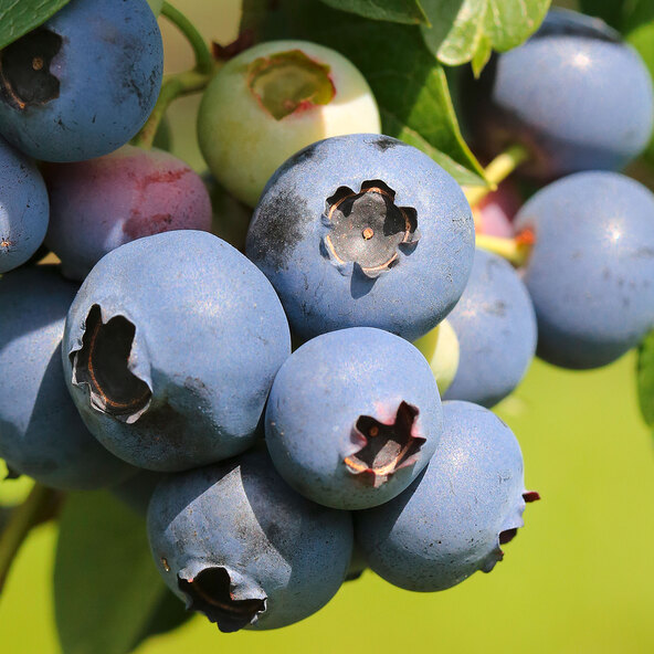 Beeren-Mix Vitaminkracher, σετ 3 τεμαχίων