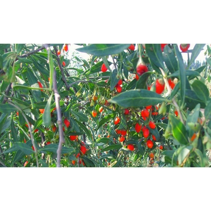 100 Sementes de Goji - planta perene - fruto/vegetal - método orgânico