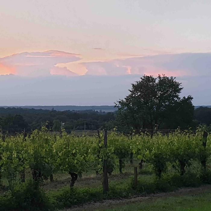Château Chavrignac – Grand Vin Blanc de Bordeaux AOC Orgánico y Biodinámico – 2023 – Medalla de Oro – Botellas de 75 cl