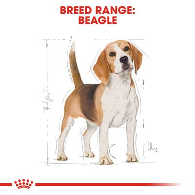 Royal Canin Beagle Adult -koira