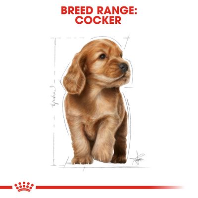 Chiot Royal Canin Cocker Spaniel