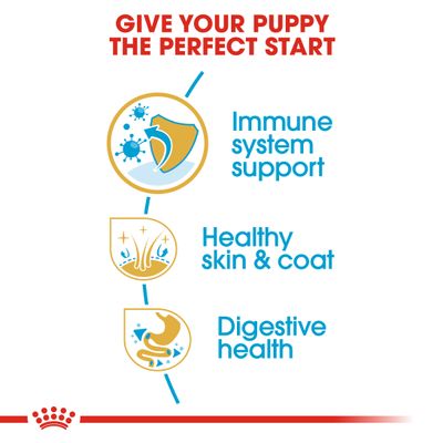 Chiot Royal Canin Cocker Spaniel
