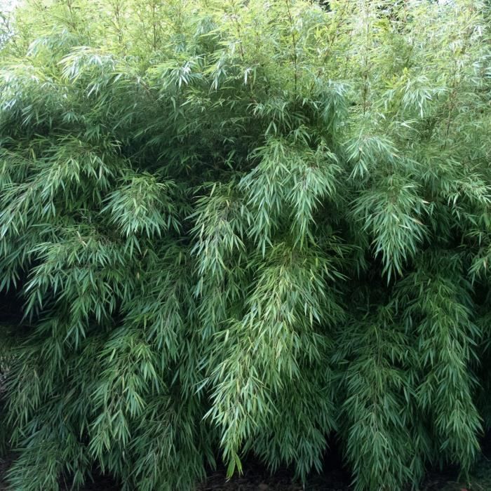 Fargesia Rufa (Pot de 14cm, Hauteur 50-60cm) - Bambou non envahissant et rustique