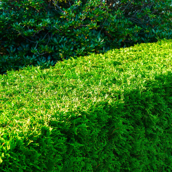 Lebensbaum-Hecke Thuja Smaragd, 20 Stk.