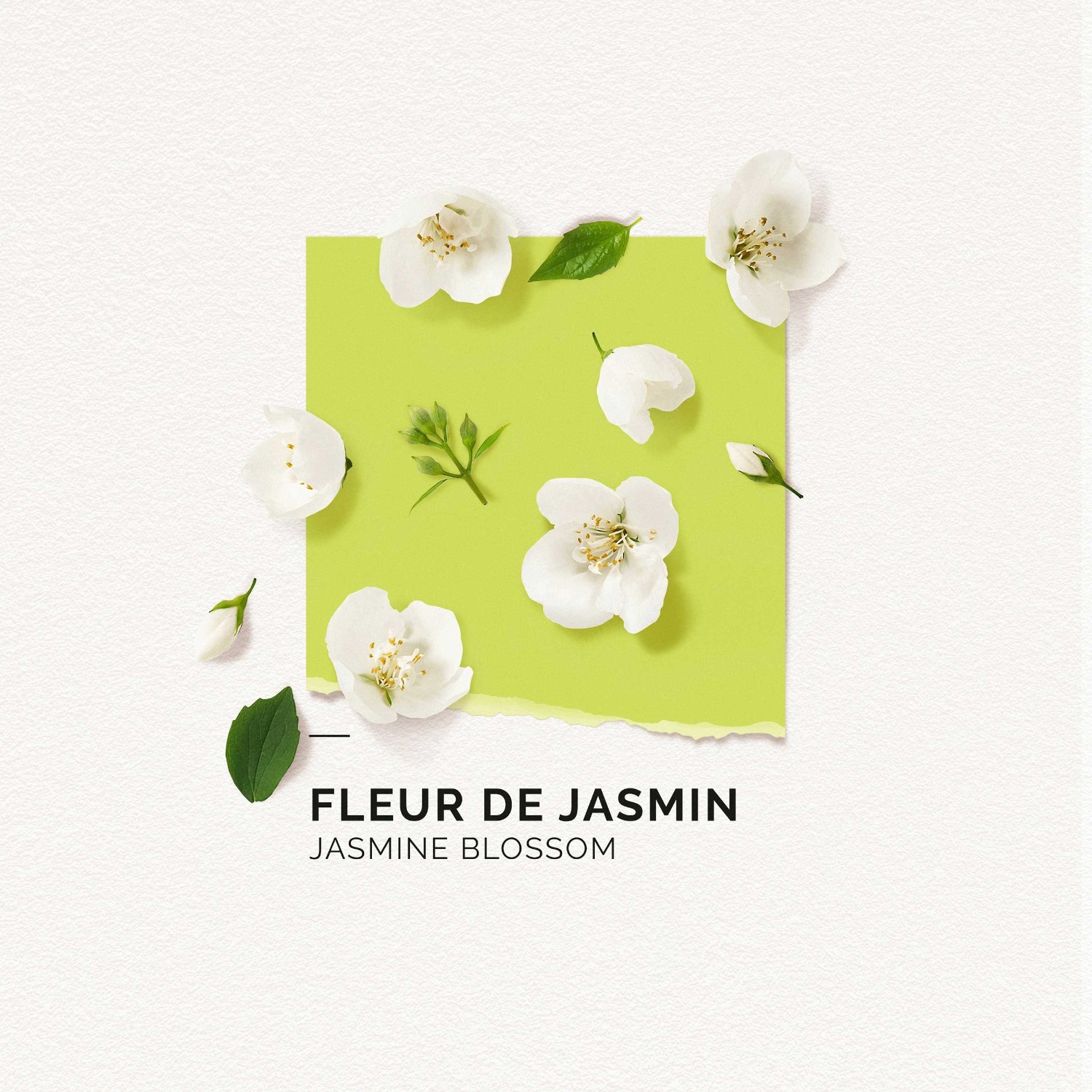 SOLINOTES Fleur de Jasmin