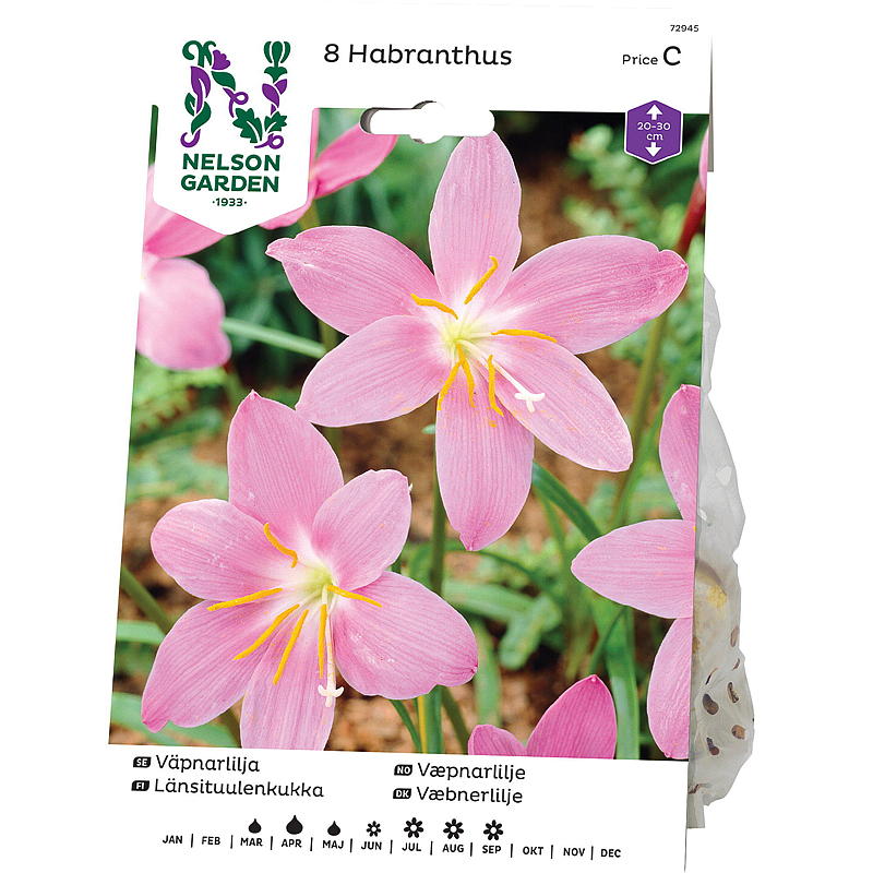 Nelson trädgård Wäpnarlije Habranthus robustus, rosa
