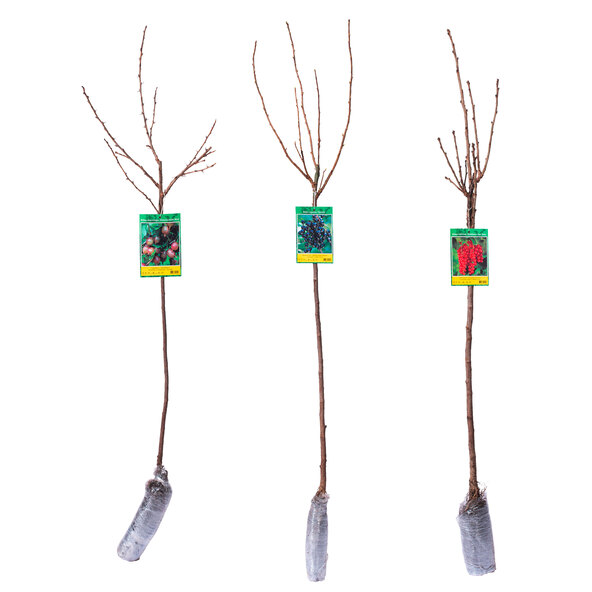 Tulpini de fructe de pădure, set de 3