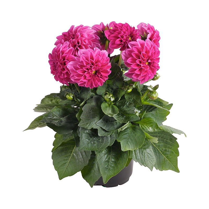 Zomerdahlia P19 Dahlia, mix