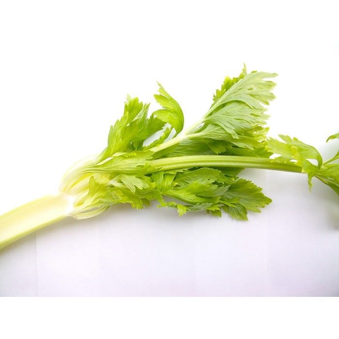 100 semillas aromáticas de apio para cortar (Apium graveolens) - Ideal para adelgazar