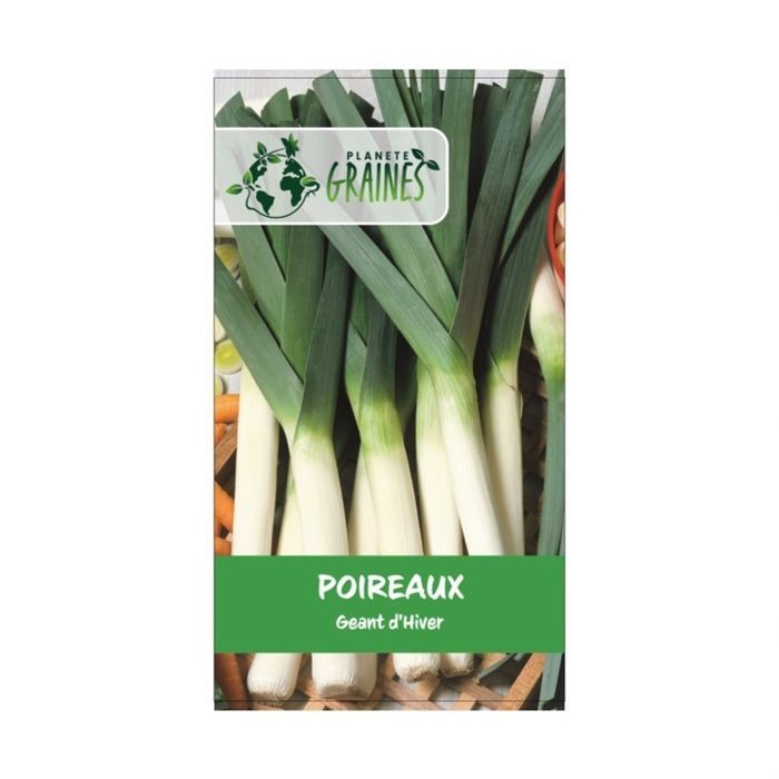 300 graines poireaux d'hiver grand  - semences potager rustiques gros fûts - légumes de saison - planète graines