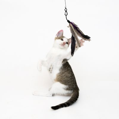 XXL 3-in-1 Katzen-Hängespielzeug
