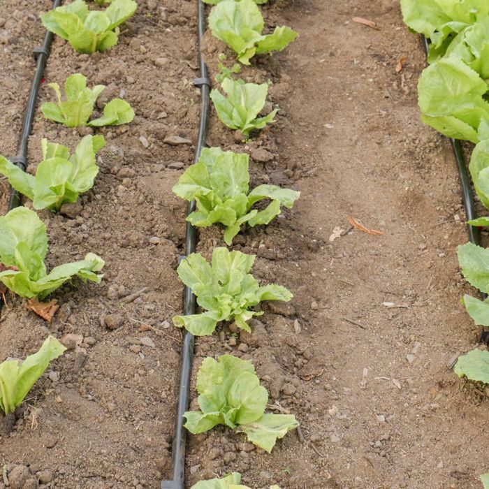 Kit d'arrosage goutte à goutte - Tuyau 30m dia16mm -  60 goûteurs à débit eau réglable - Système irrigation Serre Plante Potager