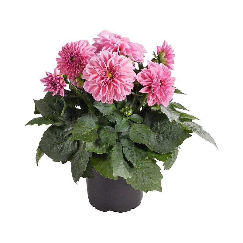 Sommardahlia P19 Dahlia, blandad